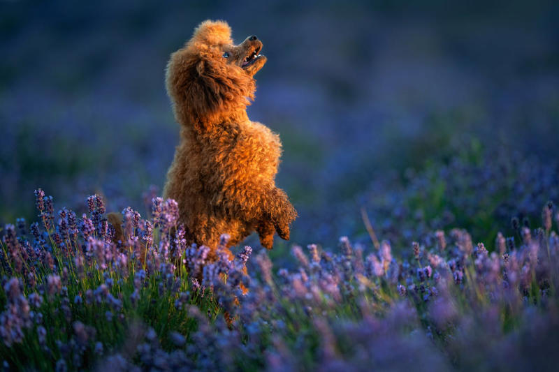 Labrador Retriever, Irish Setter, English Setter, Bernese Mountain Dog, Nova Scotia Duck Tolling Retriever, Leonberger, Standard Poodle, English Springer Spaniel, Flat-Coated Retriever