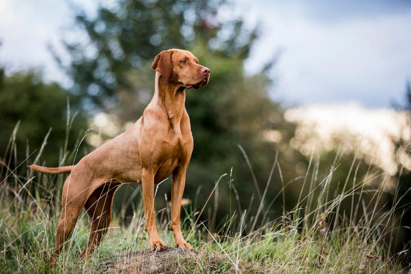 Labrador Retriever, Irish Setter, English Setter, Bernese Mountain Dog, Nova Scotia Duck Tolling Retriever, Leonberger, Standard Poodle, English Springer Spaniel, Flat-Coated Retriever