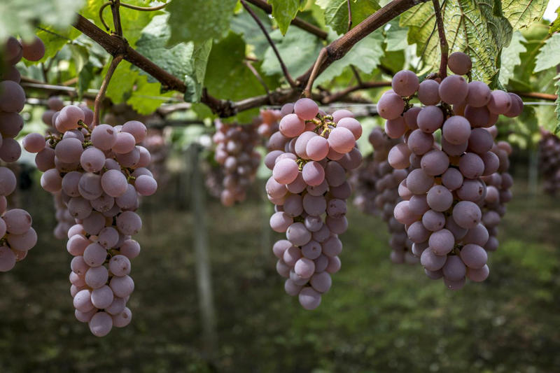 Major growing regions, Key Varietals, Food Pairings, Wines to Try