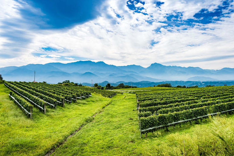 Major growing regions, Key Varietals, Food Pairings, Wines to Try