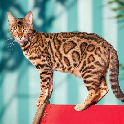 端整な見た目の「かっこいい猫種」5選, 1.メインクーン, 3.ロシアンブルー, 4.アビシニアン, 5.ノルウェージャンフォレストキャット, かっこいい猫と暮らすためのチェックポイント, 運命の一匹を見つけるために