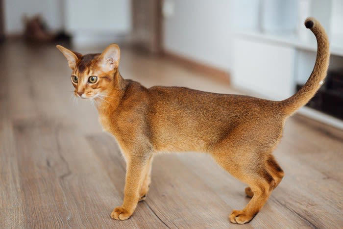 端整な見た目の「かっこいい猫種」5選, 1.メインクーン, 3.ロシアンブルー, 4.アビシニアン, 5.ノルウェージャンフォレストキャット, かっこいい猫と暮らすためのチェックポイント, 運命の一匹を見つけるために