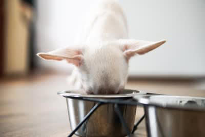 犬に使ってはいけない「NG食器」4選, 1.プラスチック製, 2.深すぎる・浅すぎる食器, 3.軽すぎる食器, 4.安価な塗装や装飾があるもの, なぜダメなの？危険だと言われている理由, 失敗しない！正しい食器の選び方