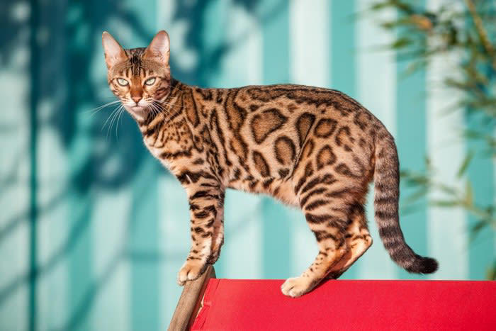 端整な見た目の「かっこいい猫種」5選, 1.メインクーン, 3.ロシアンブルー, 4.アビシニアン, 5.ノルウェージャンフォレストキャット, かっこいい猫と暮らすためのチェックポイント, 運命の一匹を見つけるために