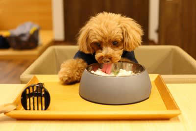犬に使ってはいけない「NG食器」4選, 1.プラスチック製, 2.深すぎる・浅すぎる食器, 3.軽すぎる食器, 4.安価な塗装や装飾があるもの, なぜダメなの？危険だと言われている理由, 失敗しない！正しい食器の選び方