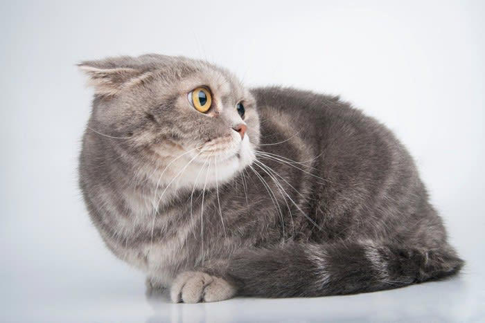 猫のトラウマの原因になる4つのNG行動, 1.大きな音を出す, 2.暴力をふるう, 3.体を拘束する, 4.過剰なコミュニケーション, トラウマが原因で起こる悪影響とトラブル