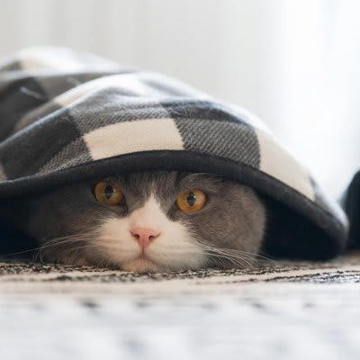 猫のトラウマの原因になる4つのNG行動, 1.大きな音を出す, 2.暴力をふるう, 3.体を拘束する, 4.過剰なコミュニケーション, トラウマが原因で起こる悪影響とトラブル