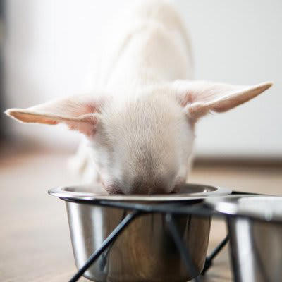 犬に使ってはいけない「NG食器」4選, 1.プラスチック製, 2.深すぎる・浅すぎる食器, 3.軽すぎる食器, 4.安価な塗装や装飾があるもの, なぜダメなの？危険だと言われている理由, 失敗しない！正しい食器の選び方