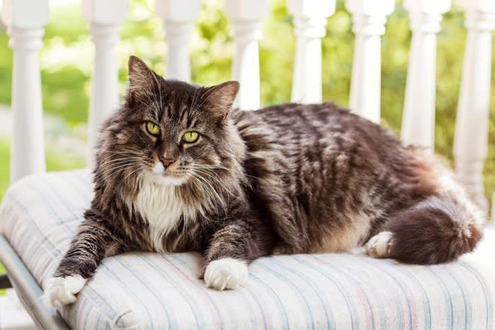 端整な見た目の「かっこいい猫種」5選, 1.メインクーン, 3.ロシアンブルー, 4.アビシニアン, 5.ノルウェージャンフォレストキャット, かっこいい猫と暮らすためのチェックポイント, 運命の一匹を見つけるために