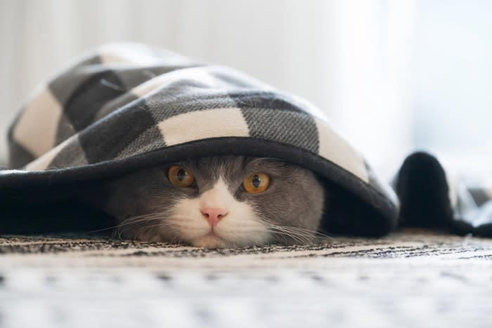 猫のトラウマの原因になる4つのNG行動, 1.大きな音を出す, 2.暴力をふるう, 3.体を拘束する, 4.過剰なコミュニケーション, トラウマが原因で起こる悪影響とトラブル