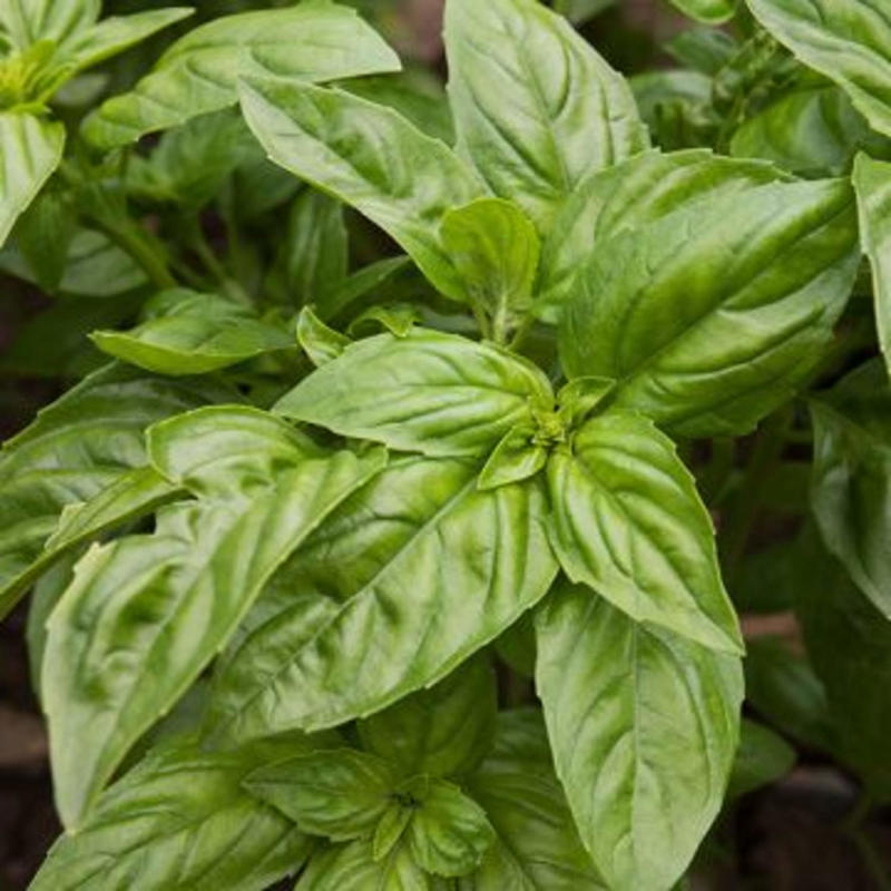 The best products for an herb garden in 2026 , Potting soils and fertilizers, Planters and pot sets, Tools and accessories, How I picked the best herb gardening essentials, Meet our gardening experts, Why trust NBC Select?