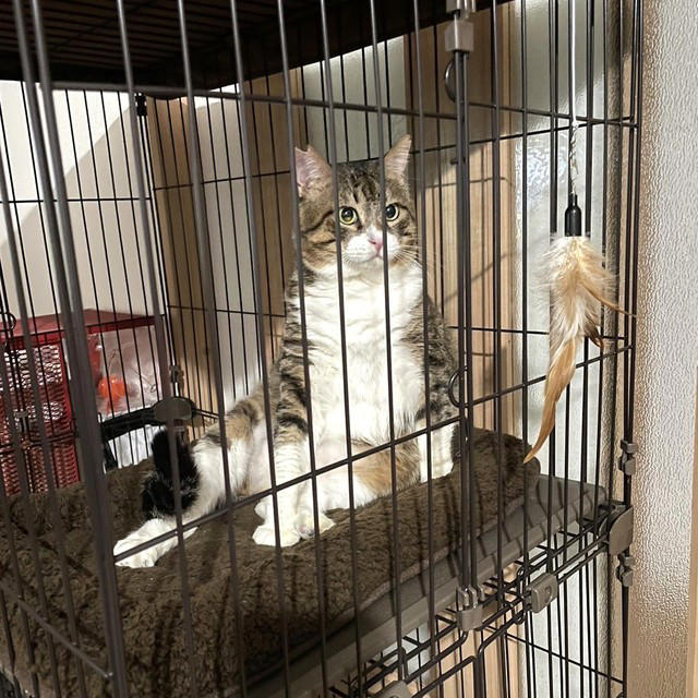 届いた悲痛な声を受けTNRを, 足がカックンする顔の大きな猫, お利口さんで愛嬌があるから名前は「ドラえもん」に, 雷に打たれたかのような出会い, 幸せでぶっちょ猫になったドラえもんくん