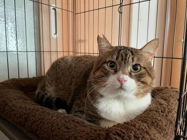 届いた悲痛な声を受けTNRを, 足がカックンする顔の大きな猫, お利口さんで愛嬌があるから名前は「ドラえもん」に, 雷に打たれたかのような出会い, 幸せでぶっちょ猫になったドラえもんくん