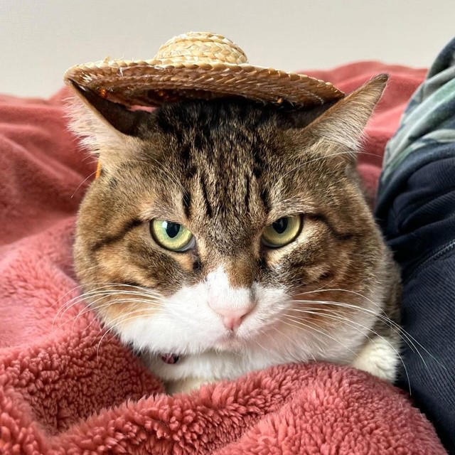 届いた悲痛な声を受けTNRを, 足がカックンする顔の大きな猫, お利口さんで愛嬌があるから名前は「ドラえもん」に, 雷に打たれたかのような出会い, 幸せでぶっちょ猫になったドラえもんくん