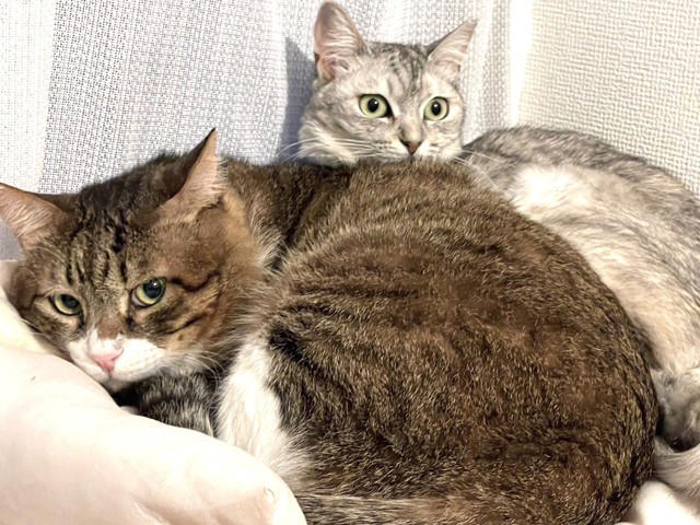 届いた悲痛な声を受けTNRを, 足がカックンする顔の大きな猫, お利口さんで愛嬌があるから名前は「ドラえもん」に, 雷に打たれたかのような出会い, 幸せでぶっちょ猫になったドラえもんくん