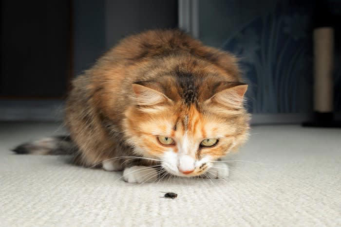 猫が食べたら「危ない虫」6選, なぜ虫を食べると「有害」なの？, もし猫が虫を食べてしまったら, 虫を食べさせないための予防策