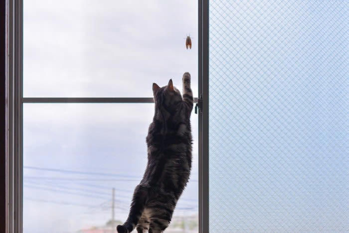 猫が食べたら「危ない虫」6選, なぜ虫を食べると「有害」なの？, もし猫が虫を食べてしまったら, 虫を食べさせないための予防策