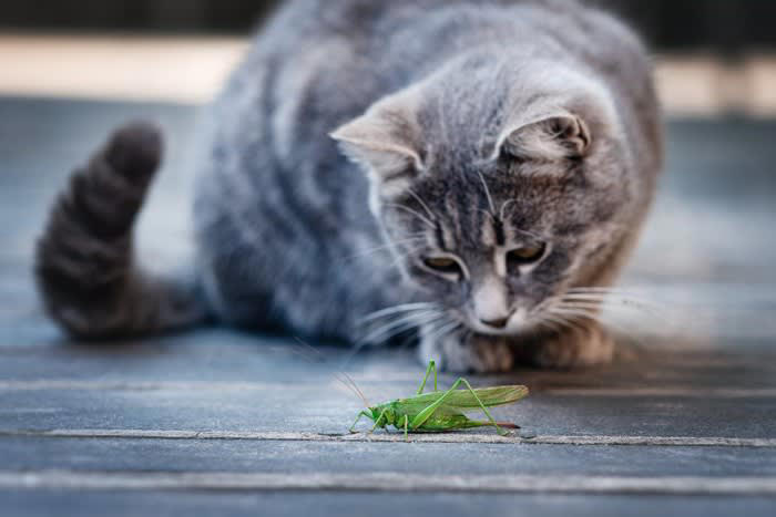 猫が食べたら「危ない虫」6選, なぜ虫を食べると「有害」なの？, もし猫が虫を食べてしまったら, 虫を食べさせないための予防策