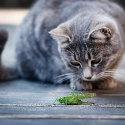 猫が食べたら「危ない虫」6選, なぜ虫を食べると「有害」なの？, もし猫が虫を食べてしまったら, 虫を食べさせないための予防策