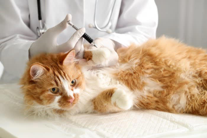 猫が食べたら「危ない虫」6選, なぜ虫を食べると「有害」なの？, もし猫が虫を食べてしまったら, 虫を食べさせないための予防策