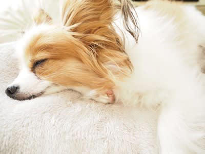 1.足元でくつろぐ, 2.おしりをくっつけて座る, 3.目の前でお腹を見せる, 4.大切なおもちゃを持ってくる, 5.近くで熟睡する, 6.穏やかな表情でアイコンタクトを送る