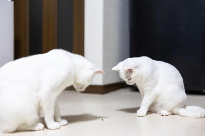 猫が食べたら「危ない虫」6選, なぜ虫を食べると「有害」なの？, もし猫が虫を食べてしまったら, 虫を食べさせないための予防策