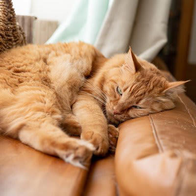 猫が「面倒くさい」と感じている5つのサイン, 1.名前を呼んでも耳を動かすだけ, 2.しっぽをゆっくり大きく振る, 3.背中の皮をピクピク動かす, 4.あくびをする, 5.わざと目をそらす, なぜ面倒くさいと感じるの？, 気が乗らない愛猫への適切な接し方