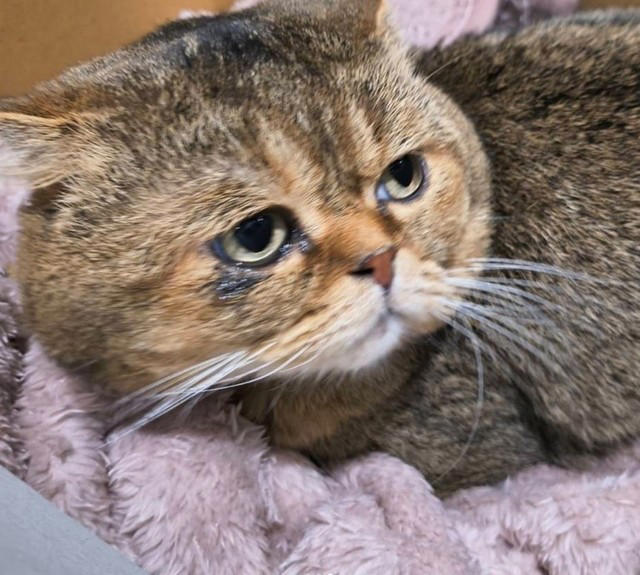 「発見が翌朝なら…」　偶然が救った命, 「身勝手な人間が気持ちを楽にするための手紙」, ビビりだけど、なでると小さくゴロゴロ, 遺棄は犯罪　活動を止めかねない“イレギュラー”, 飼えなくなったときの選択肢はある
