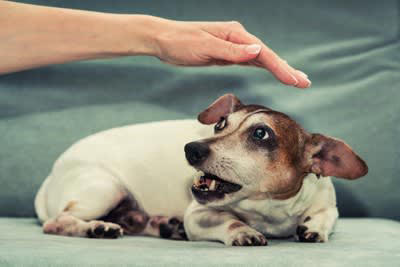 犬が唸ってくるときの心理, 1.近づいてほしくない, 2.不安や緊張や恐怖を感じている, 3.体に不調や痛みがある, 4.嬉しくて楽しくて興奮している, 愛犬との良好な関係性を築くために飼い主ができること
