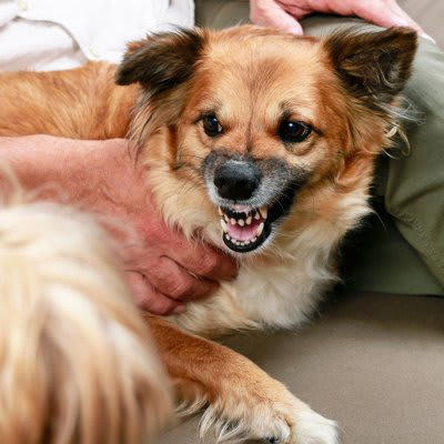 犬が唸ってくるときの心理, 1.近づいてほしくない, 2.不安や緊張や恐怖を感じている, 3.体に不調や痛みがある, 4.嬉しくて楽しくて興奮している, 愛犬との良好な関係性を築くために飼い主ができること