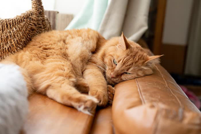 猫が「面倒くさい」と感じている5つのサイン, 1.名前を呼んでも耳を動かすだけ, 2.しっぽをゆっくり大きく振る, 3.背中の皮をピクピク動かす, 4.あくびをする, 5.わざと目をそらす, なぜ面倒くさいと感じるの？, 気が乗らない愛猫への適切な接し方