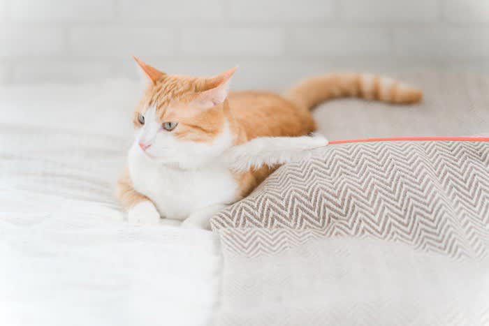 猫が「面倒くさい」と感じている5つのサイン, 1.名前を呼んでも耳を動かすだけ, 2.しっぽをゆっくり大きく振る, 3.背中の皮をピクピク動かす, 4.あくびをする, 5.わざと目をそらす, なぜ面倒くさいと感じるの？, 気が乗らない愛猫への適切な接し方