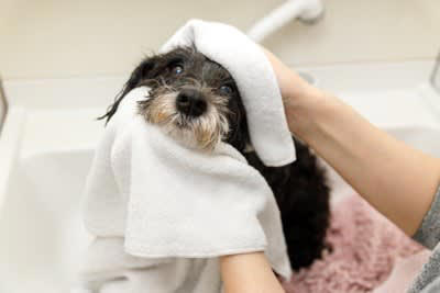 犬の「目ヤニ」絶対NGなお手入れ3選, 1.乾いたティッシュで無理やり取る, 2.人間の目薬を勝手に使う, 3.指の爪でひっかいて取る, 目ヤニが悪化する主な原因とは, 初心者でも簡単な正しい目ヤニのケア方法, こんな時は病院へ