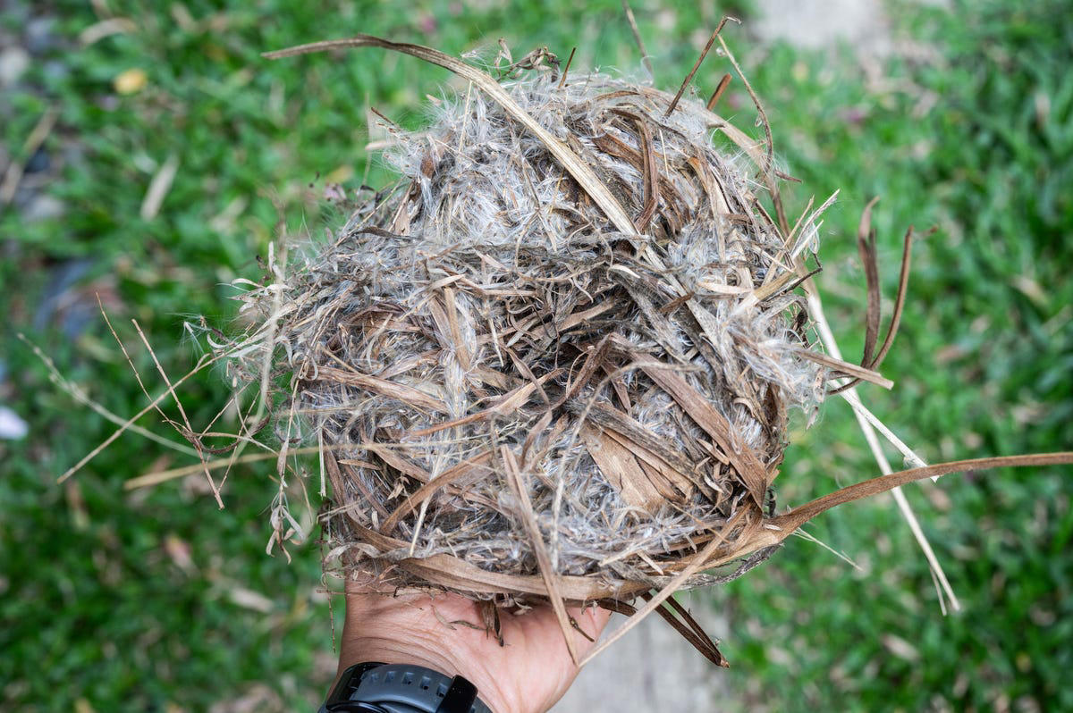 When Do Birds Start Building Nests?, How to Deter Birds from Nesting, What to Do If You Find a Nest with Eggs, How to Tell If a Nest Has Been Abandoned
