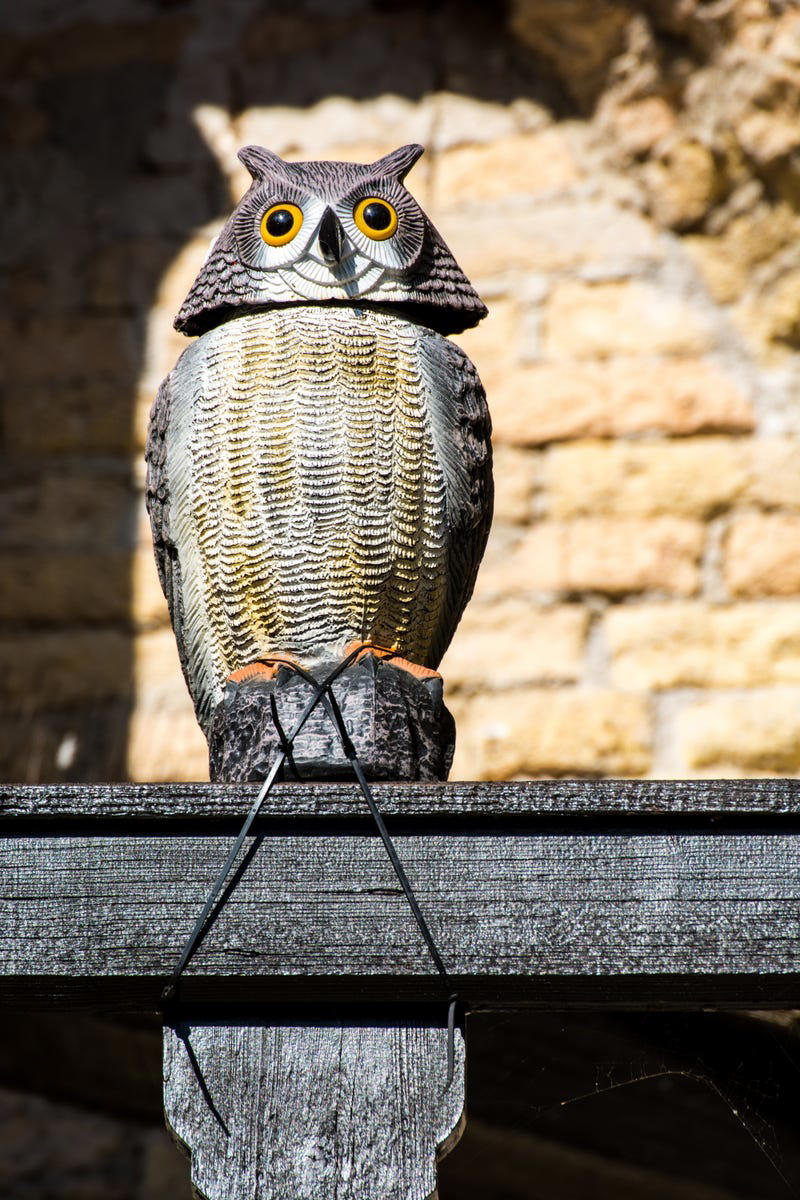 When Do Birds Start Building Nests?, How to Deter Birds from Nesting, What to Do If You Find a Nest with Eggs, How to Tell If a Nest Has Been Abandoned