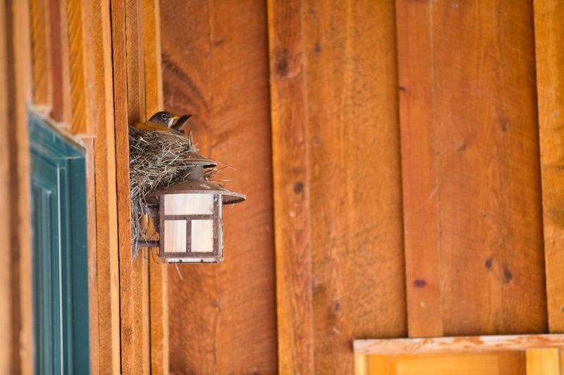 When Do Birds Start Building Nests?, How to Deter Birds from Nesting, What to Do If You Find a Nest with Eggs, How to Tell If a Nest Has Been Abandoned