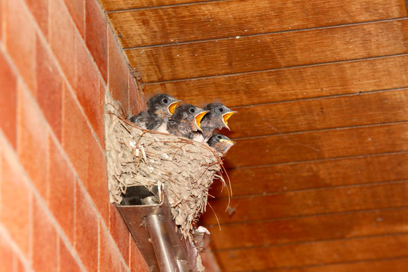 When Do Birds Start Building Nests?, How to Deter Birds from Nesting, What to Do If You Find a Nest with Eggs, How to Tell If a Nest Has Been Abandoned
