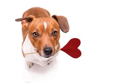 犬が飼い主にみせる『大好きサイン』5選, 1.じっと見つめてくる, 2.体を寄せてくっついてくる, 3.熱烈なお出迎えをする, 4.顔や手を舐める, 5.飼い主さんの服の上で寝る, 愛犬の好感度を高める秘訣とは？