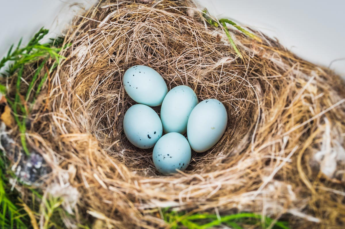 When Do Birds Start Building Nests?, How to Deter Birds from Nesting, What to Do If You Find a Nest with Eggs, How to Tell If a Nest Has Been Abandoned
