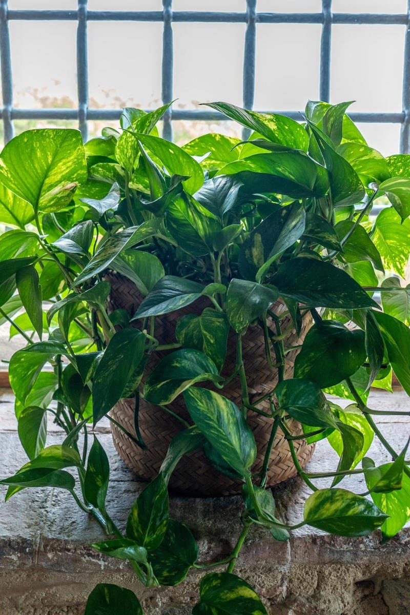 The best indoor plants for your home, The best indoor plants for your lifestyle, What are the best indoor plants for clean air?, What are the best indoor plants for bedrooms?, What are the best indoor plants for living spaces?