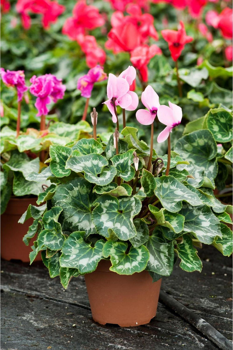 The best indoor plants for your home, The best indoor plants for your lifestyle, What are the best indoor plants for clean air?, What are the best indoor plants for bedrooms?, What are the best indoor plants for living spaces?