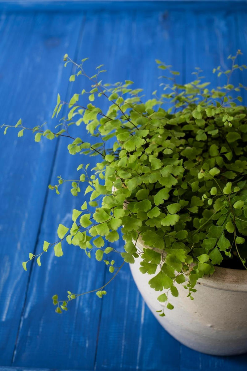 The best indoor plants for your home, The best indoor plants for your lifestyle, What are the best indoor plants for clean air?, What are the best indoor plants for bedrooms?, What are the best indoor plants for living spaces?