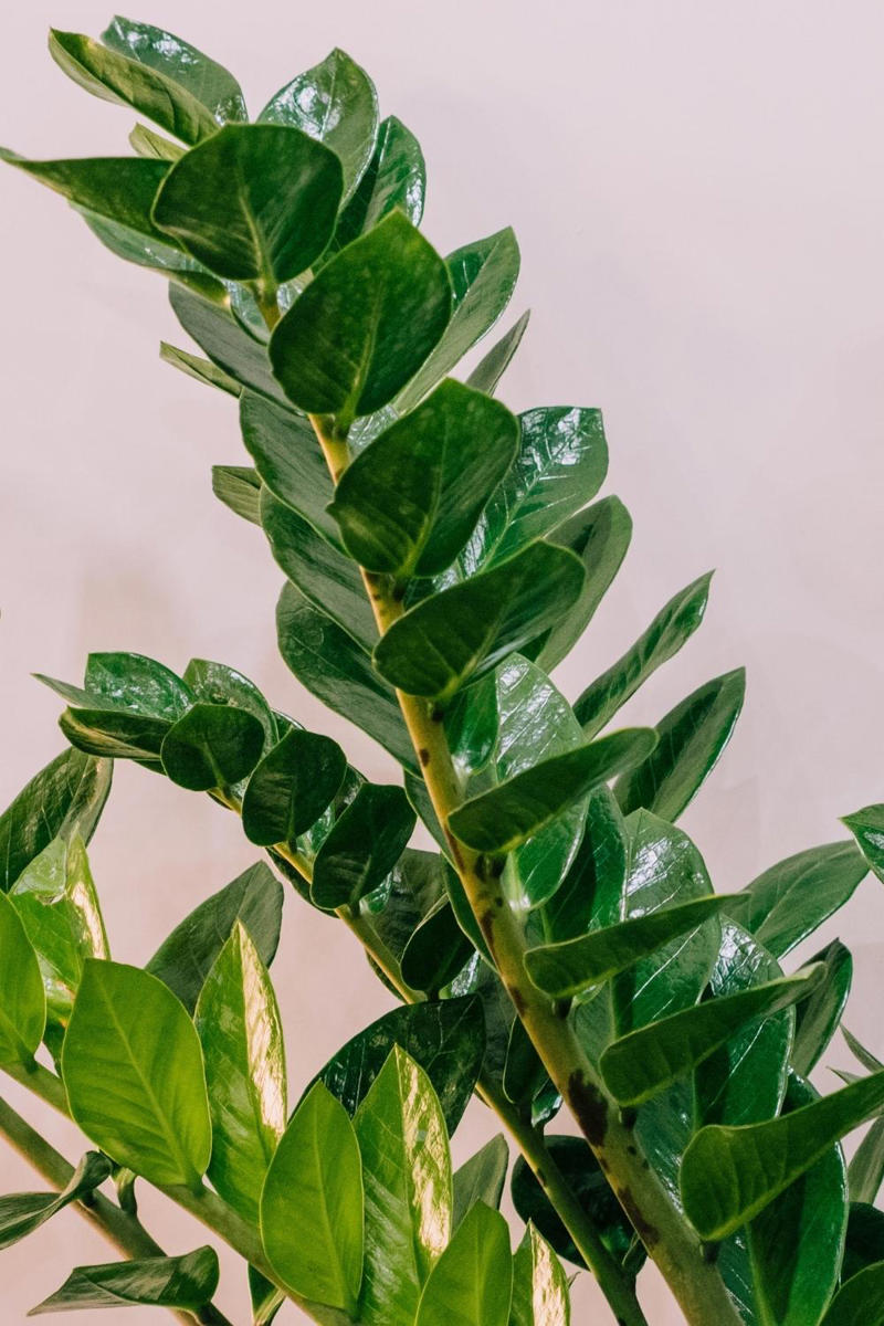 The best indoor plants for your home, The best indoor plants for your lifestyle, What are the best indoor plants for clean air?, What are the best indoor plants for bedrooms?, What are the best indoor plants for living spaces?
