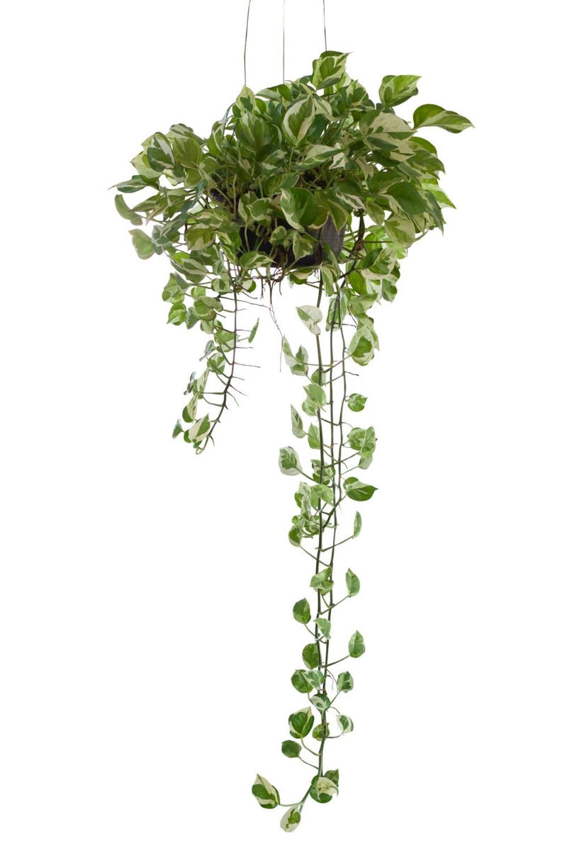 The best indoor plants for your home, The best indoor plants for your lifestyle, What are the best indoor plants for clean air?, What are the best indoor plants for bedrooms?, What are the best indoor plants for living spaces?