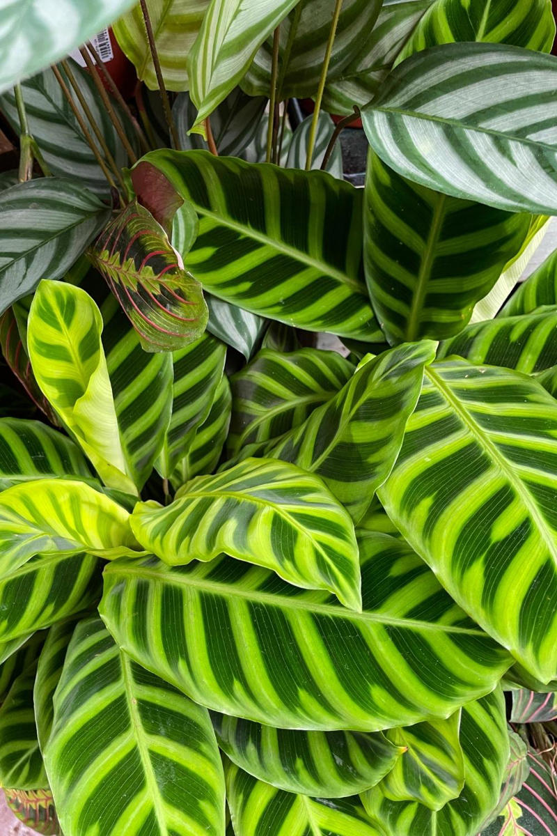 The best indoor plants for your home, The best indoor plants for your lifestyle, What are the best indoor plants for clean air?, What are the best indoor plants for bedrooms?, What are the best indoor plants for living spaces?