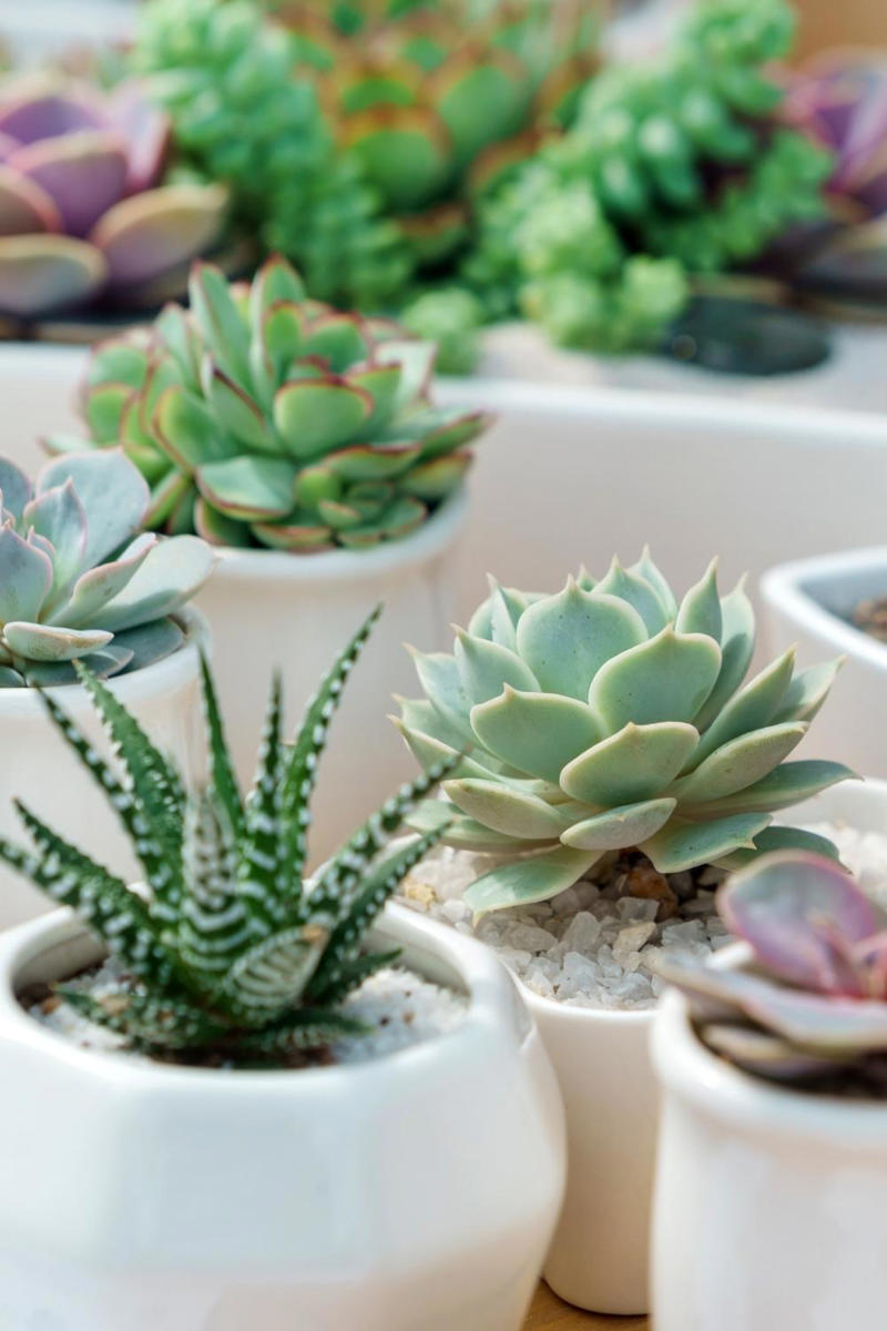 The best indoor plants for your home, The best indoor plants for your lifestyle, What are the best indoor plants for clean air?, What are the best indoor plants for bedrooms?, What are the best indoor plants for living spaces?
