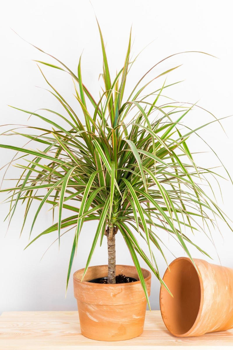The best indoor plants for your home, The best indoor plants for your lifestyle, What are the best indoor plants for clean air?, What are the best indoor plants for bedrooms?, What are the best indoor plants for living spaces?