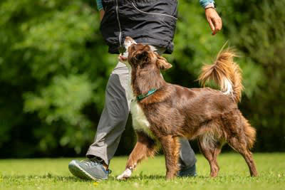 『人が好きな犬』に育てる5つの方法, 1.子犬期の社会化を大切にする, 2.「人＝良いこと」と学習させる, 3.飼い主が落ち着いて接する, 4.無理に触らせない, 5.成功体験を積み重ねる, フレンドリーなワンコの共通点, 人の動きや表情をよく観察している, 過度に興奮せず、気持ちの切り替えができる, 飼い主との信頼関係が安定している, 社会化で注意したいポイント