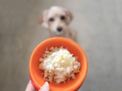 1.欲しがるままに与えてしまう, 2.与える前に「待て」を過剰にさせる, 3.回数を減らして一度に大量のごはんを与える, 4.運動の直前・直後に与える, 5.栄養計算をせずに手作りフードのみを与える, 6.低い位置で食べさせる