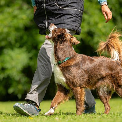 『人が好きな犬』に育てる5つの方法, 1.子犬期の社会化を大切にする, 2.「人＝良いこと」と学習させる, 3.飼い主が落ち着いて接する, 4.無理に触らせない, 5.成功体験を積み重ねる, フレンドリーなワンコの共通点, 人の動きや表情をよく観察している, 過度に興奮せず、気持ちの切り替えができる, 飼い主との信頼関係が安定している, 社会化で注意したいポイント